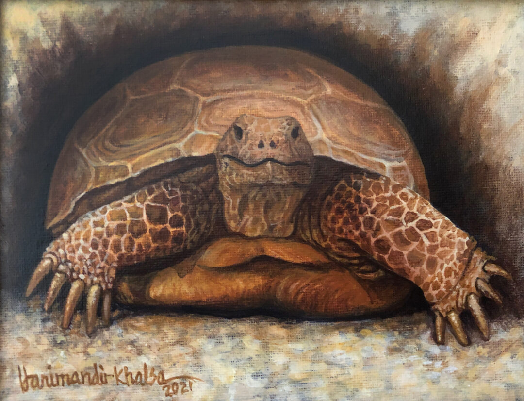 Gopher Tortoise