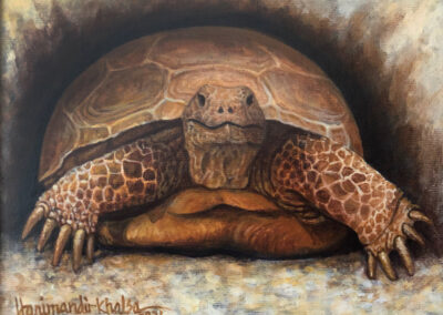 Gopher Tortoise